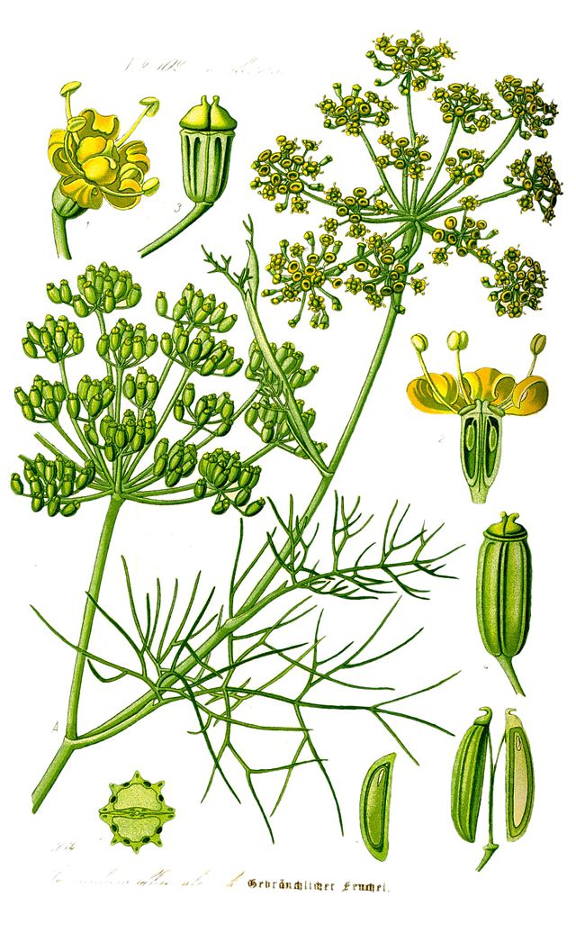 Fenchel